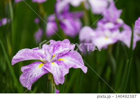柳生花菖蒲園で花菖蒲の花が咲いています 140482387