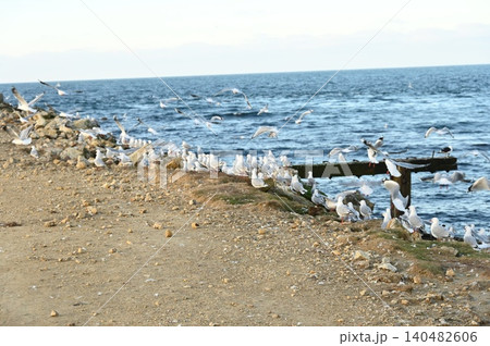 Seagull 140482606