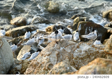 White-fronted Tern 140482609