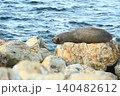 sea lion 140482612