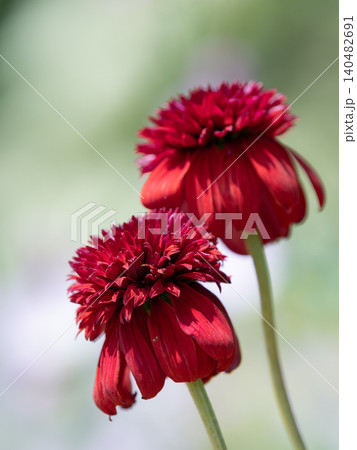 夏の花壇の深紅のエキナセア 夏の花壇の深紅のエキナセア 140482691