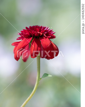 夏の花壇の深紅のエキナセア 140482692