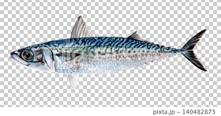 Hand-painted watercolor of spotted mackerel Hand-painted watercolor of spotted mackerel 140482873