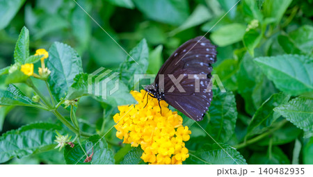 黄色いランタナの花にとまる黒い蝶 140482935