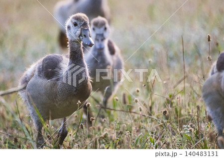 Young waterfowl walk across the grass in a field during the late afternoon in a natural setting Young waterfowl walk across the grass in a field during the late afternoon in a natural setting 140483131