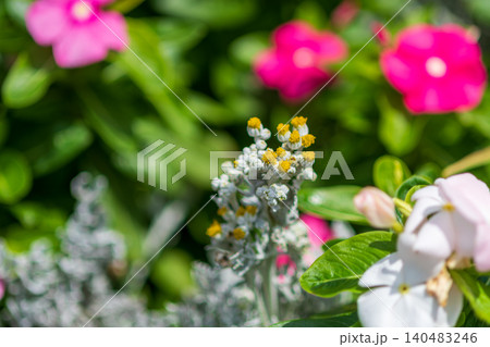 夏の花壇に咲くニチニチソウとシルバーレースの可愛い小花 夏の花壇に咲くニチニチソウとシルバーレースの可愛い小花 140483246