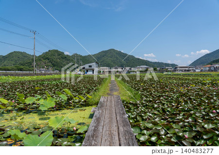 兵庫県姫路市 ヤマサ蒲鉾 蓮池 140483277
