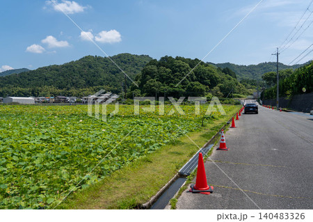 兵庫県姫路市 ヤマサ蒲鉾 蓮池 兵庫県姫路市 ヤマサ蒲鉾 蓮池 140483326