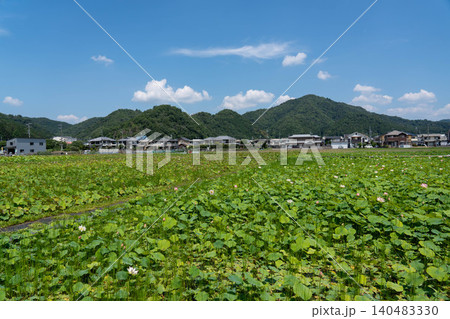 兵庫県姫路市 ヤマサ蒲鉾 蓮池 140483330