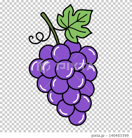 An illustration of a bunch of Kyoho grapes, drawn by hand. An illustration of a bunch of Kyoho grapes, drawn by hand. 140483399