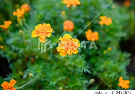 雨上がりの水滴が輝く鮮やかなマリーゴールドの花 雨上がりの水滴が輝く鮮やかなマリーゴールドの花 140483670