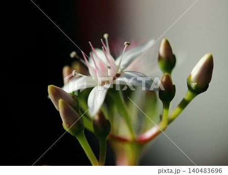 カネノナルキの花クローズアップ カネノナルキの花クローズアップ 140483696