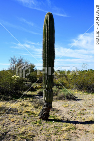 Old Saguaro Cactus Sonora desert Arizona 140483829
