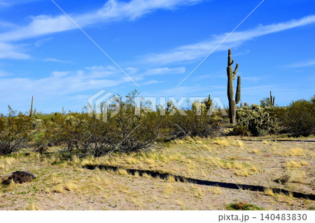 Old Saguaro Cactus Sonora desert Arizona 140483830