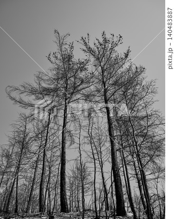 burnt trees and sky background burnt trees and sky background 140483887
