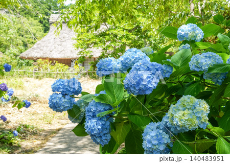 茅葺き屋根の建物と青いアジサイの花。「岡山県真庭市・花の山寺 普門寺」 茅葺き屋根の建物と青いアジサイの花。「岡山県真庭市・花の山寺 普門寺」 140483951