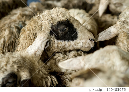A gentle flock of white sheep grazes peacefully on a lush green meadow beneath A gentle flock of white sheep grazes peacefully on a lush green meadow beneath 140483976
