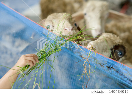 Flock of White Sheep Grazing Peacefully on Green Meadow Under Clear Blue Sky Flock of White Sheep Grazing Peacefully on Green Meadow Under Clear Blue Sky 140484013