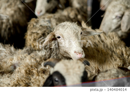 Flock of White Sheep Grazing Peacefully on Green Meadow Under Clear Blue Sky 140484014