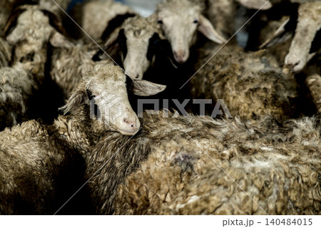 Flock of White Sheep Grazing Peacefully on Green Meadow Under Clear Blue Sky 140484015