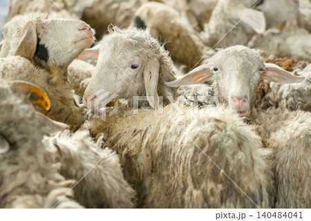 Flock of White Sheep Grazing Peacefully on Green Meadow Under Clear Blue Sky 140484041