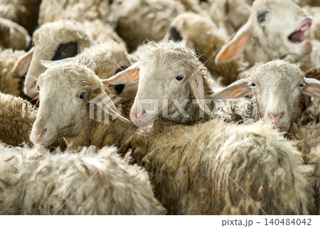 Flock of White Sheep Grazing Peacefully on Green Meadow Under Clear Blue Sky 140484042