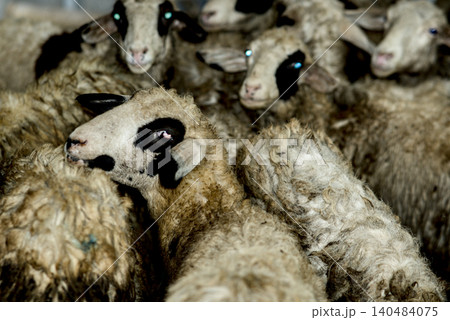 Close-up of white sheep with soft wool, captured in detail as they graze calmly, highlighting texture, purity, and the peaceful charm of rural life. Close-up of white sheep with soft wool, captured in detail as they graze calmly, highlighting texture, purity, and the peaceful charm of rural life. 140484075