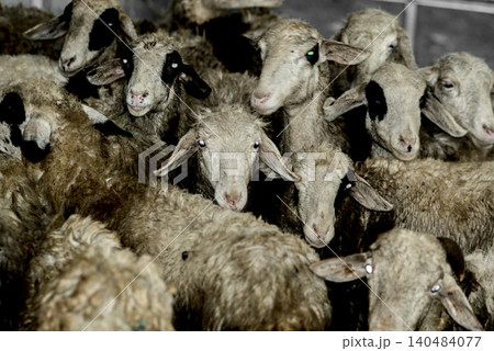 Close-up of white sheep with soft wool, captured in detail as they graze calmly, highlighting texture, purity, and the peaceful charm of rural life. 140484077