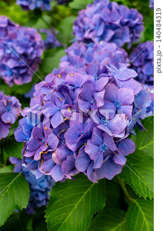 満開の紫陽花が彩る海津あじさい祭りの景色、クローズアップ 満開の紫陽花が彩る海津あじさい祭りの景色、クローズアップ 140484319