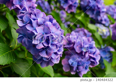 満開の紫陽花が彩る海津あじさい祭りの景色、クローズアップ 満開の紫陽花が彩る海津あじさい祭りの景色、クローズアップ 140484322