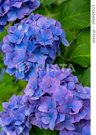 満開の紫陽花が彩る海津あじさい祭りの景色、クローズアップ 満開の紫陽花が彩る海津あじさい祭りの景色、クローズアップ 140484323