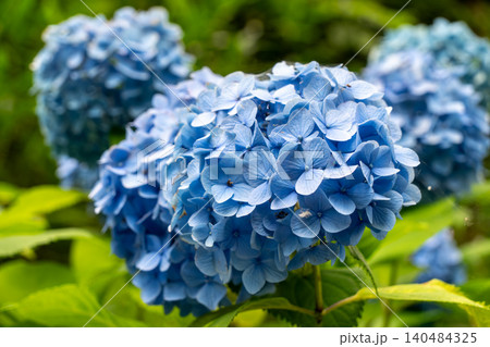満開の紫陽花が彩る海津あじさい祭りの景色、クローズアップ 満開の紫陽花が彩る海津あじさい祭りの景色、クローズアップ 140484325