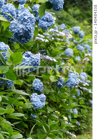 満開の紫陽花が彩る海津あじさい祭りの景色、クローズアップ 満開の紫陽花が彩る海津あじさい祭りの景色、クローズアップ 140484338