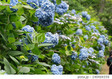 満開の紫陽花が彩る海津あじさい祭りの景色、クローズアップ 満開の紫陽花が彩る海津あじさい祭りの景色、クローズアップ 140484339