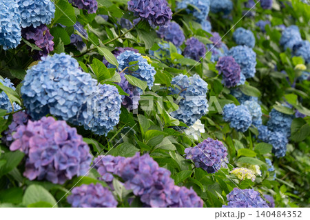 満開の紫陽花が彩る海津あじさい祭りの景色、クローズアップ 満開の紫陽花が彩る海津あじさい祭りの景色、クローズアップ 140484352