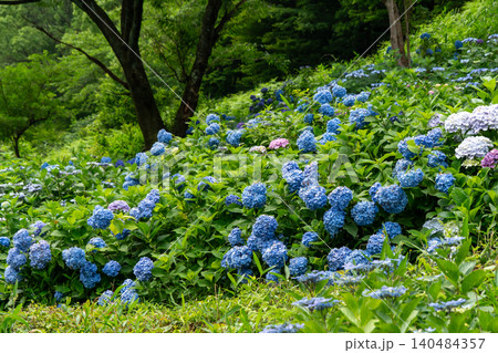 満開の紫陽花が彩る海津あじさい祭りの景色、クローズアップ 140484357