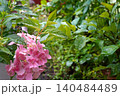 雨にぬれるアジサイの花 140484489