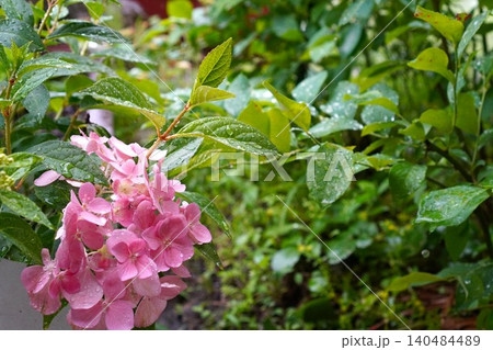 雨にぬれるアジサイの花 雨にぬれるアジサイの花 140484489
