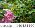 雨にぬれるアジサイの花 140484490