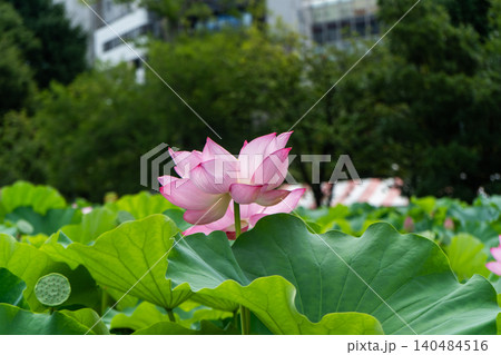 不忍の池の大きなハスの花 不忍の池の大きなハスの花 140484516