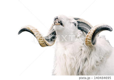 A male sheep with large curved horns and a black and white coat standing isolated on white background 140484695