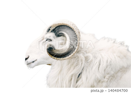 A male sheep with large curved horns and a black and white coat standing isolated on white background A male sheep with large curved horns and a black and white coat standing isolated on white background 140484700
