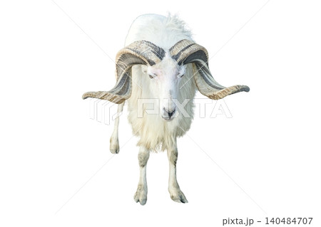 A male sheep with large curved horns and a black and white coat standing isolated on white background A male sheep with large curved horns and a black and white coat standing isolated on white background 140484707
