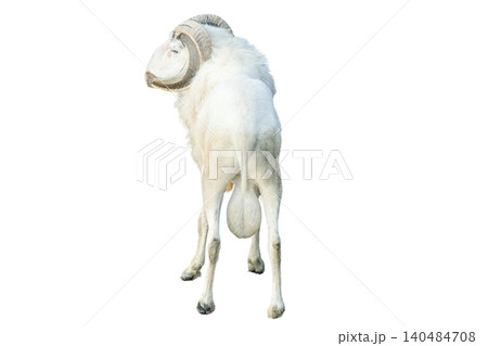 A male sheep with large curved horns and a black and white coat standing isolated on white background A male sheep with large curved horns and a black and white coat standing isolated on white background 140484708