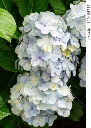 柔らかな色合いの紫陽花のクローズアップ 柔らかな色合いの紫陽花のクローズアップ 140484718