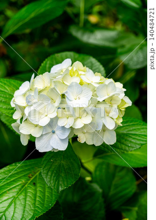 柔らかな色合いの紫陽花のクローズアップ 柔らかな色合いの紫陽花のクローズアップ 140484721