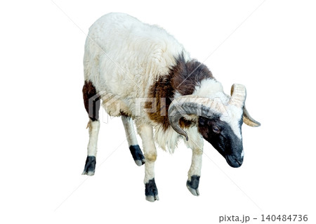 A male sheep with large curved horns and a black and white coat standing isolated on white background A male sheep with large curved horns and a black and white coat standing isolated on white background 140484736