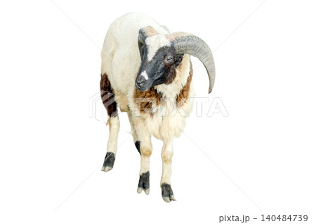 A male sheep with large curved horns and a black and white coat standing isolated on white background A male sheep with large curved horns and a black and white coat standing isolated on white background 140484739