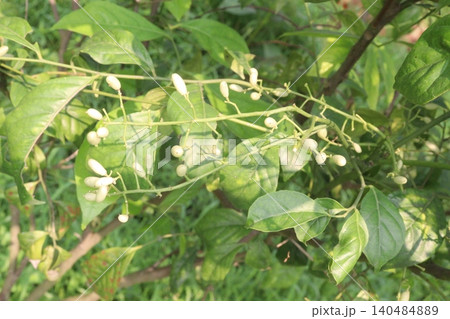Clausena excavata, Clausena heptaphylla medicinal plant Clausena excavata, Clausena heptaphylla medicinal plant 140484889