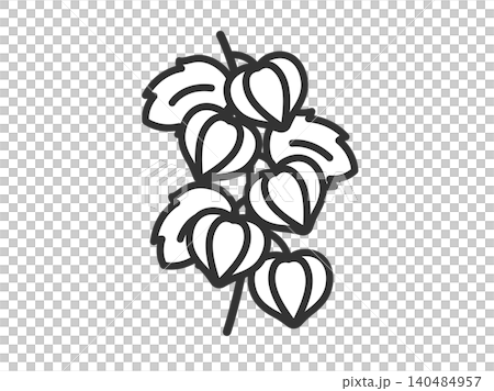 中國燈籠植物圖示插圖（線條描） 140484957
